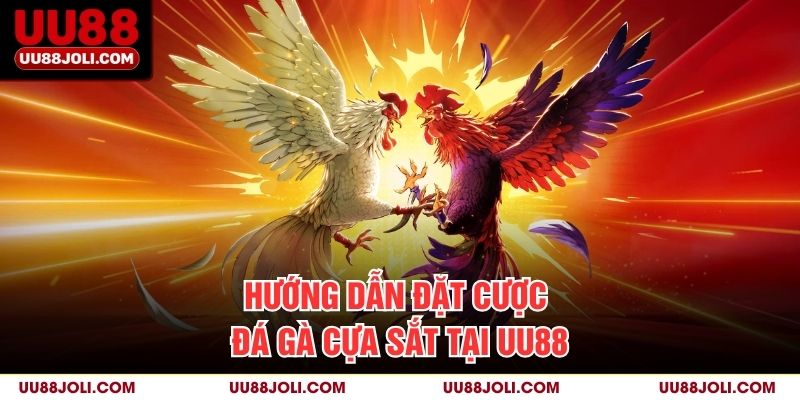 Hướng Dẫn Đặt Cược Đá Gà Cựa Sắt Tại UU88